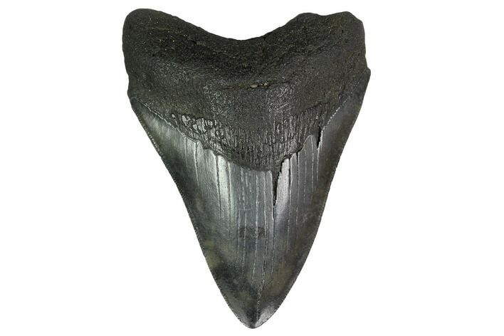 Fossil Megalodon Tooth - Georgia #151520